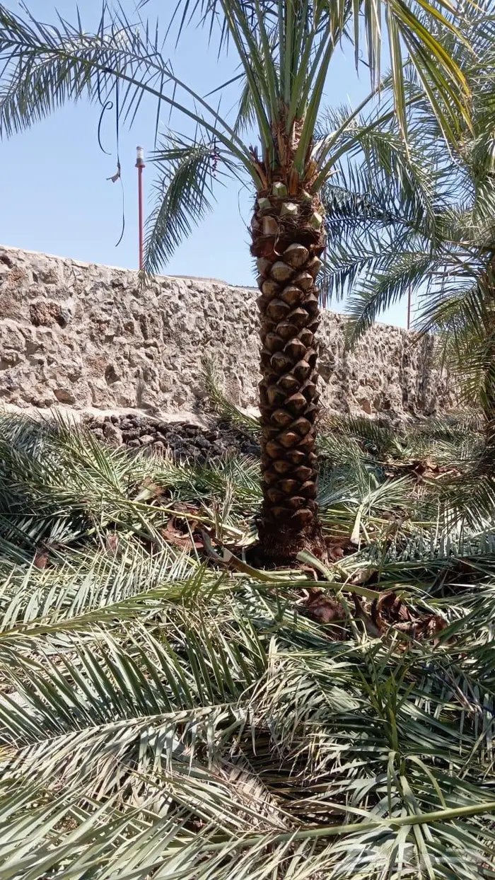 انخل للبيع 9