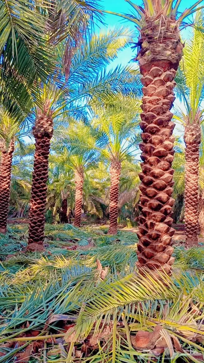 انخل للبيع 10