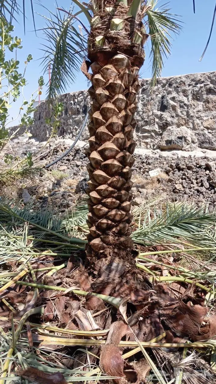 انخل للبيع 11