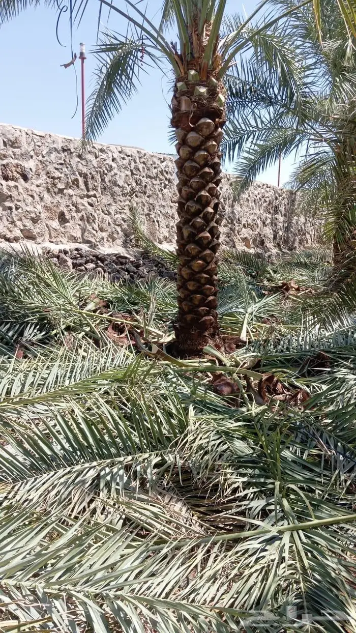 انخل للبيع 12