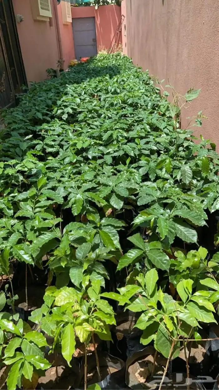 شتلات منتجه 1