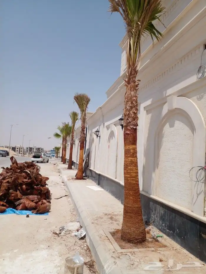 تنظيف وتكريب النخل وسماد ومقوي للجميع النخل 8