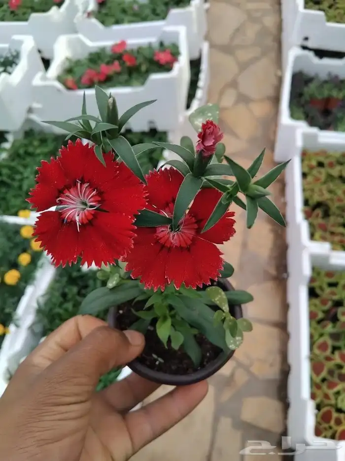 مشتل ابوياسر لزراعة 4