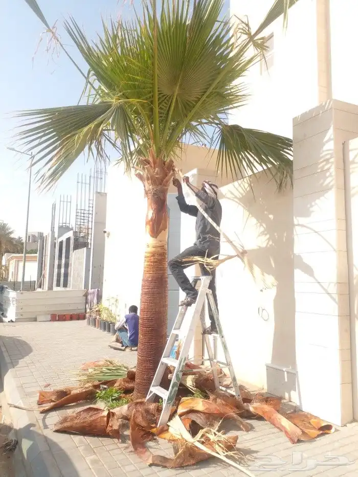 تنظيف وتكريب النخل وسماد ومقوي للجميع النخل 7