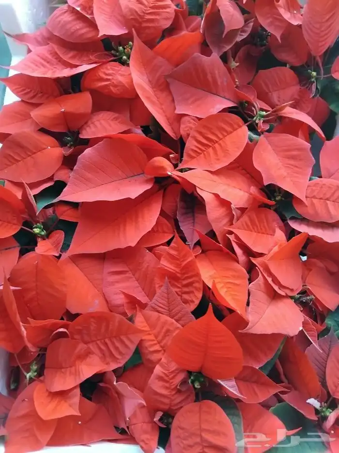 مشتل ابوياسر لزراعة 9