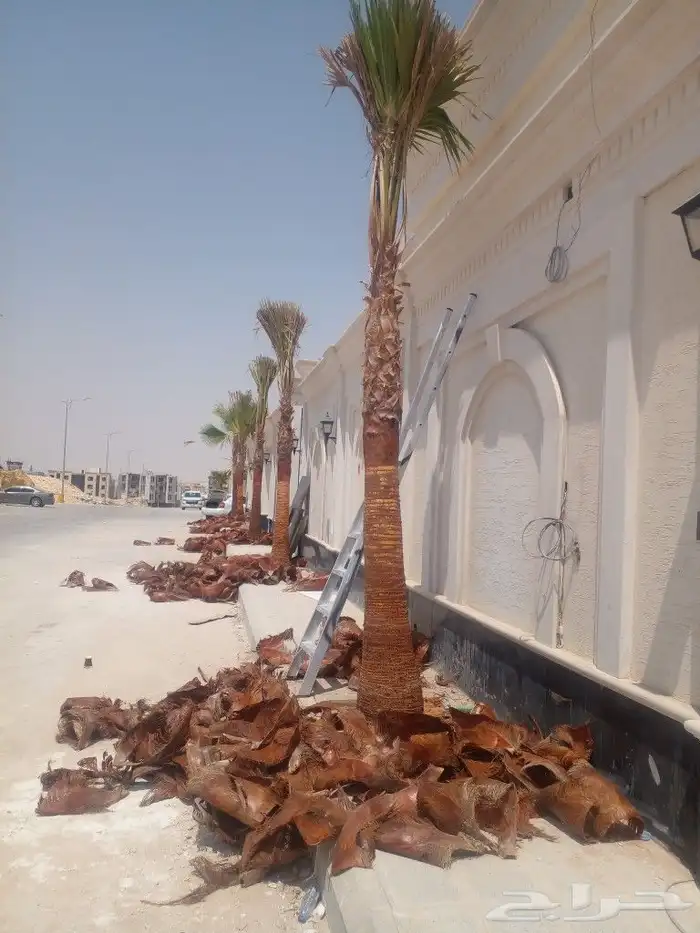 تنظيف وتكريب النخل وسماد ومقوي للجميع النخل 2