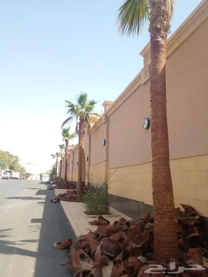 تنظيف وتكريب النخل وسماد ومقوي للجميع النخل 3