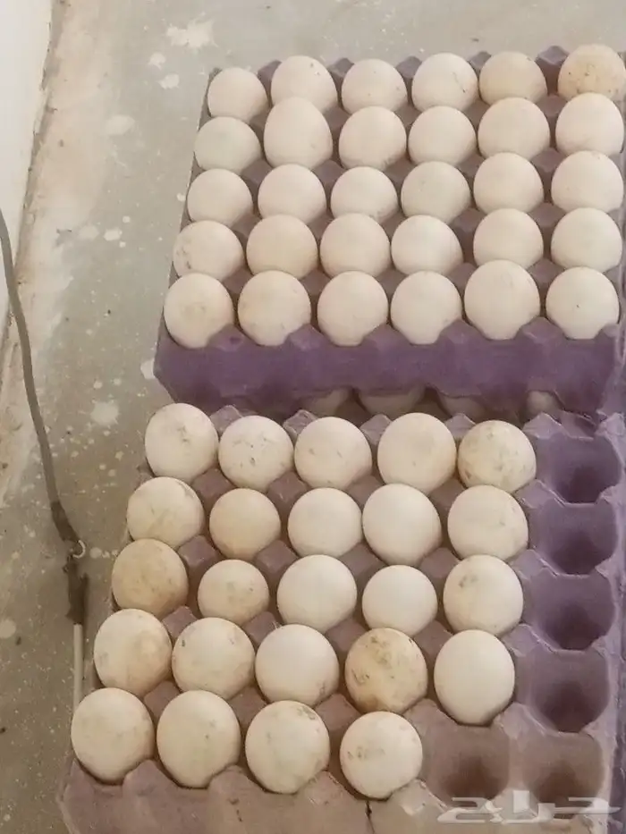 عرض بيض بط بكيني مخصب 2