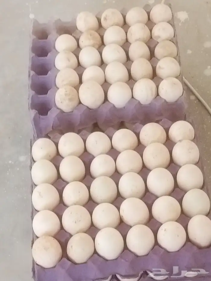 عرض بيض بط بكيني مخصب 0