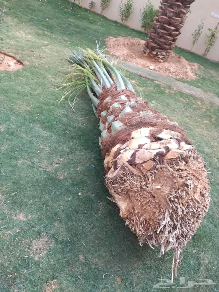 انخل للبيع 5