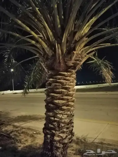 سعودي متخصص في تنظيف النخيل وزراعتها 1