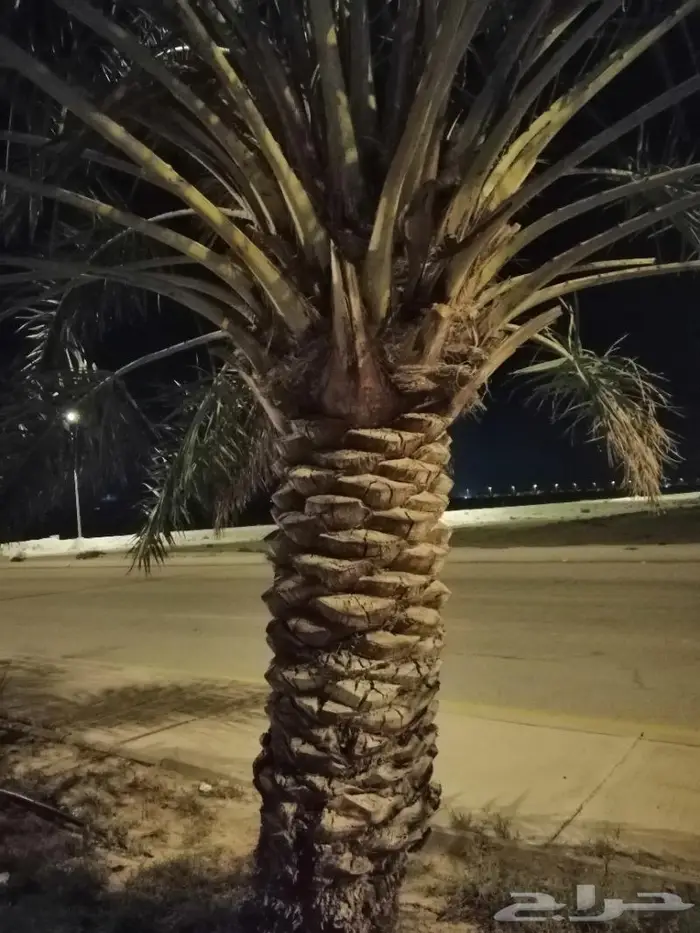 سعودي متخصص في تنظيف النخيل وزراعتها 1