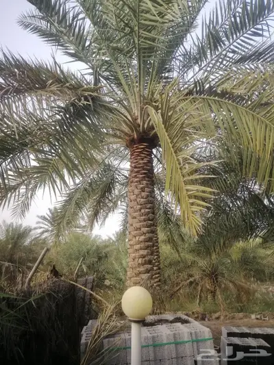 سعودي متخصص في تنظيف النخيل وزراعتها 2
