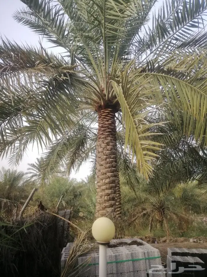 سعودي متخصص في تنظيف النخيل وزراعتها 2