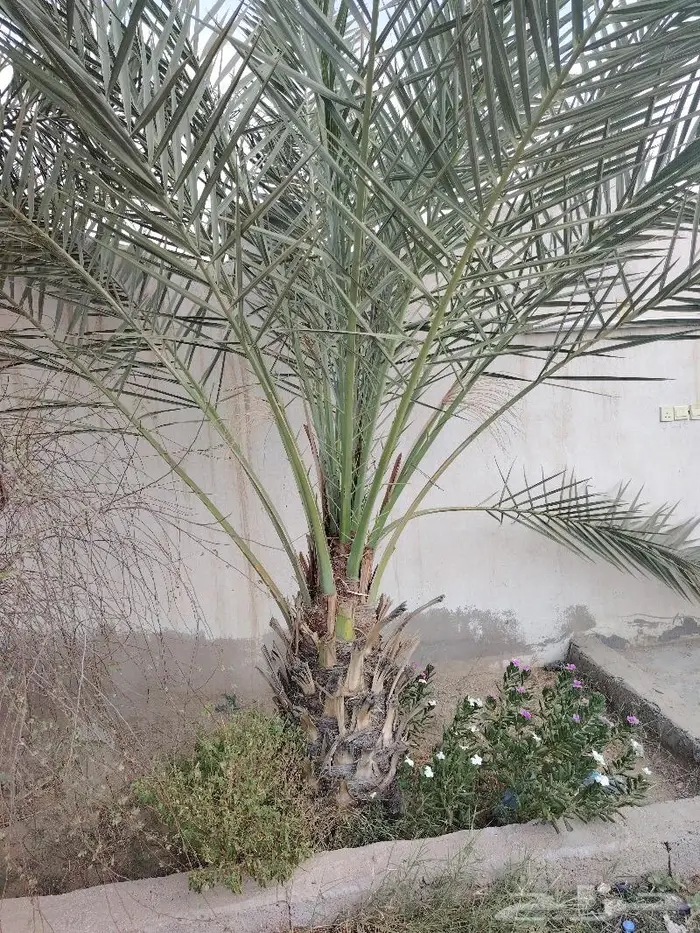 نخل للبيع مثمرة جميع الأنواع 1
