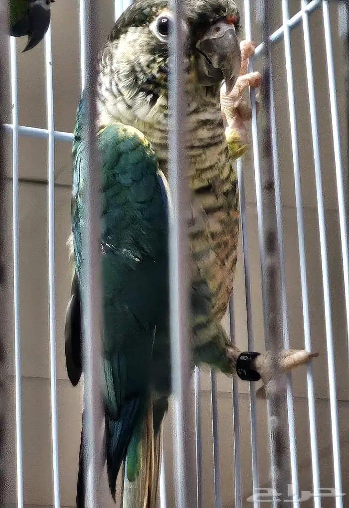 ذكور بلو شيك تركواز محلله عمر سنه و شهرين تقريبا 1