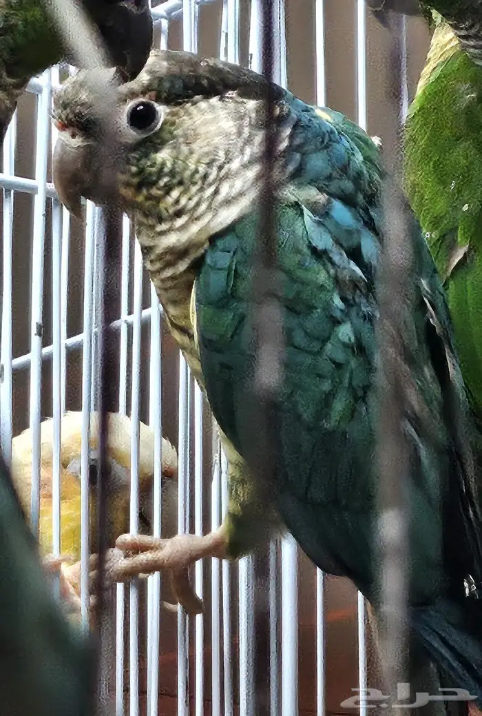 ذكور بلو شيك تركواز محلله عمر سنه و شهرين تقريبا 2