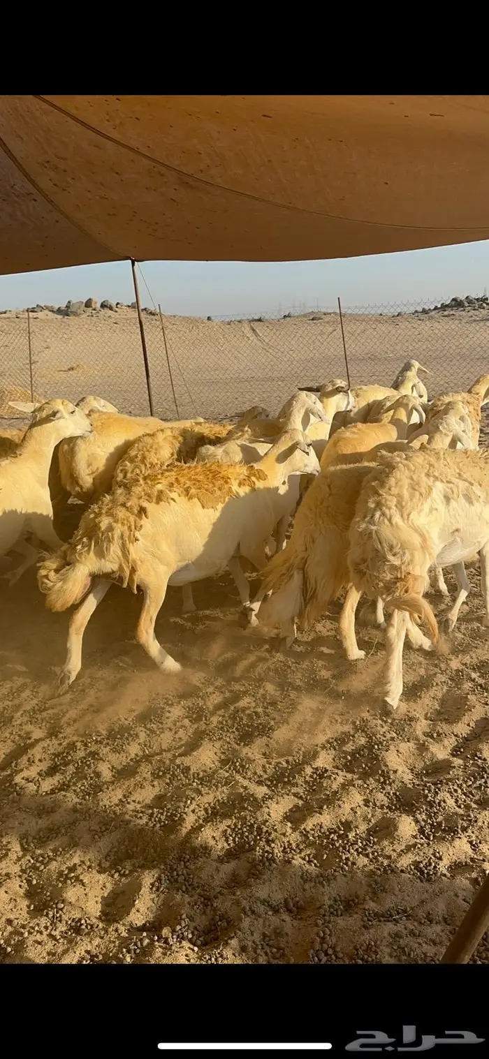 غنم حرية حرش صنف منوة القناي 21 تحتها 1 1
