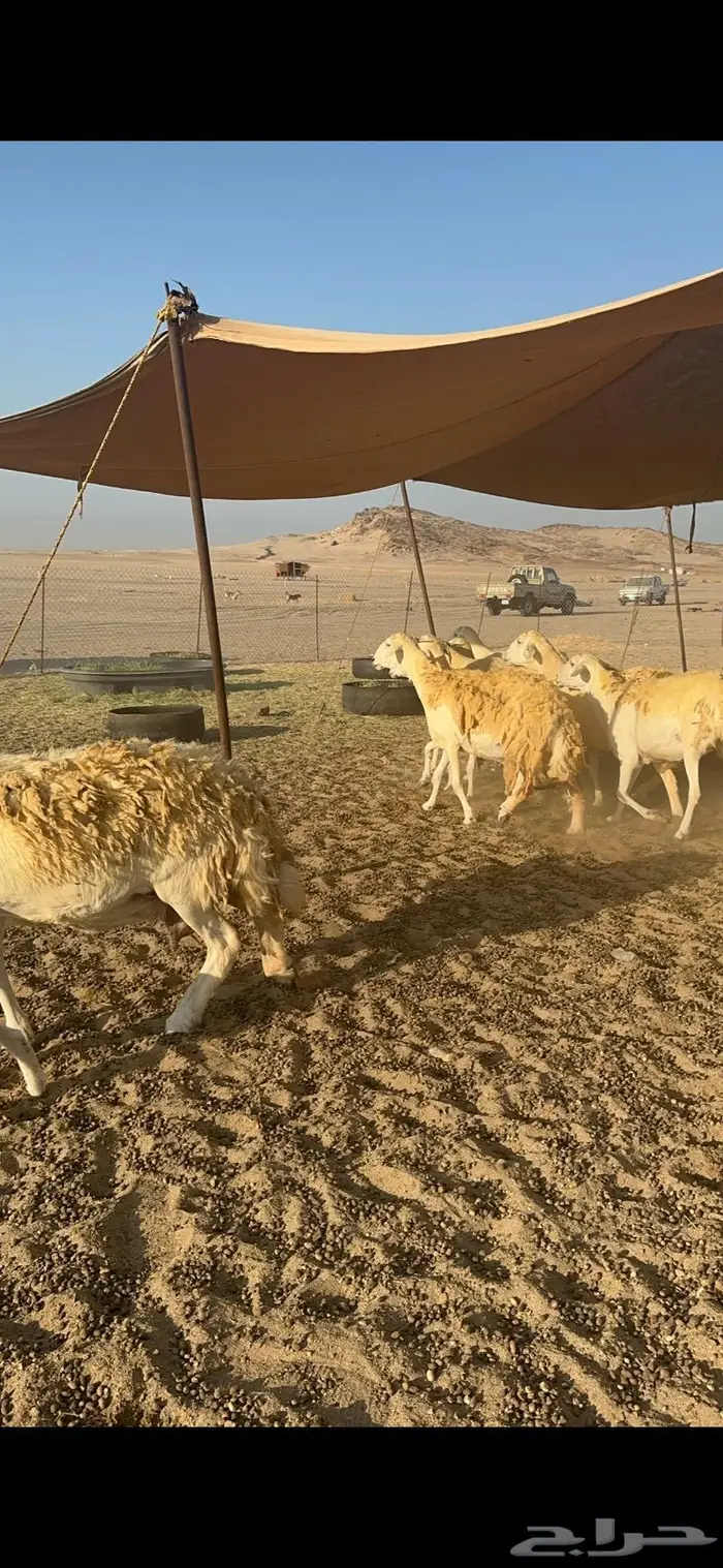 غنم حرية حرش صنف منوة القناي 21 تحتها 1 3