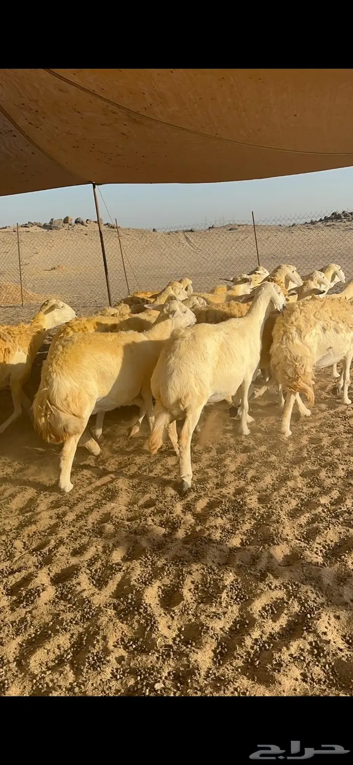 غنم حرية حرش صنف منوة القناي 21 تحتها 1 5