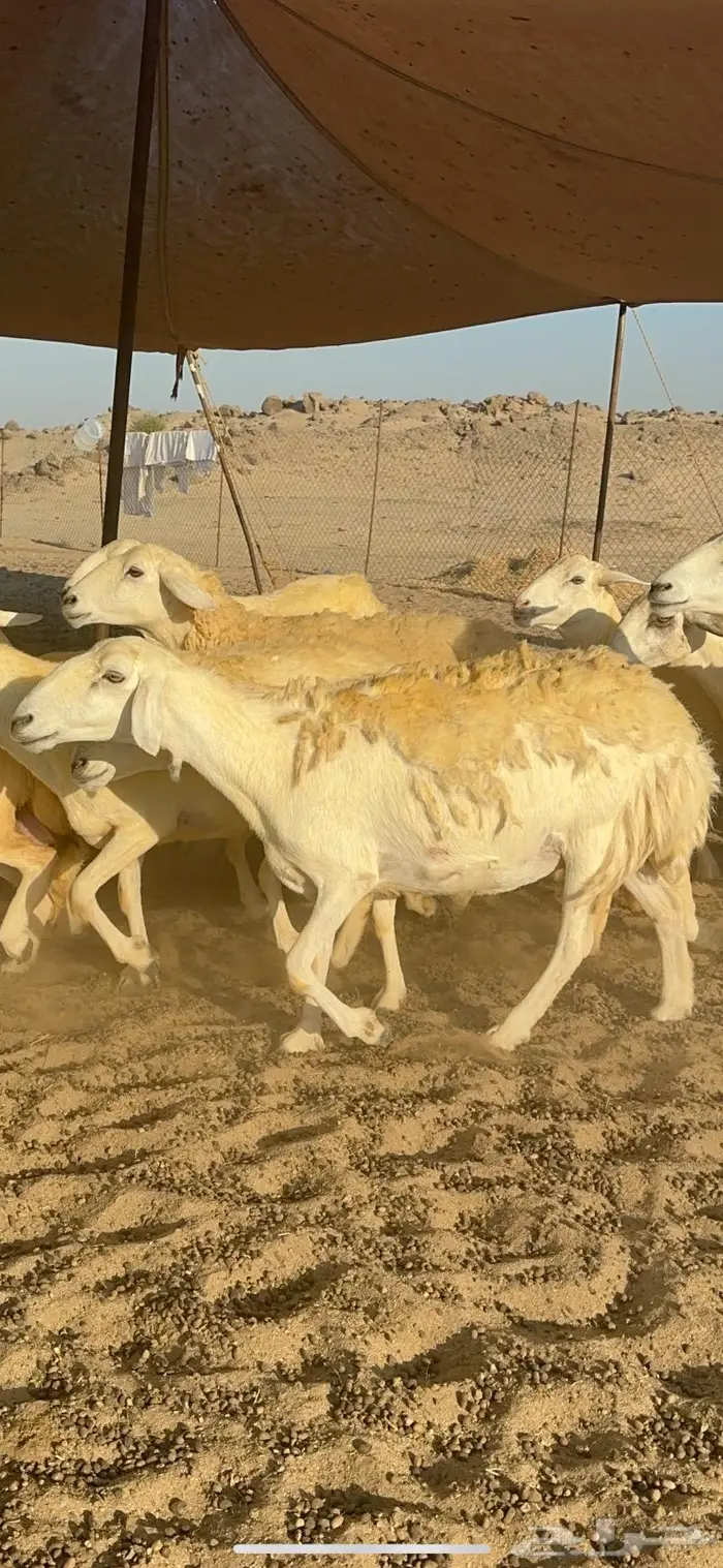 غنم حرية حرش صنف منوة القناي 21 تحتها 1 7