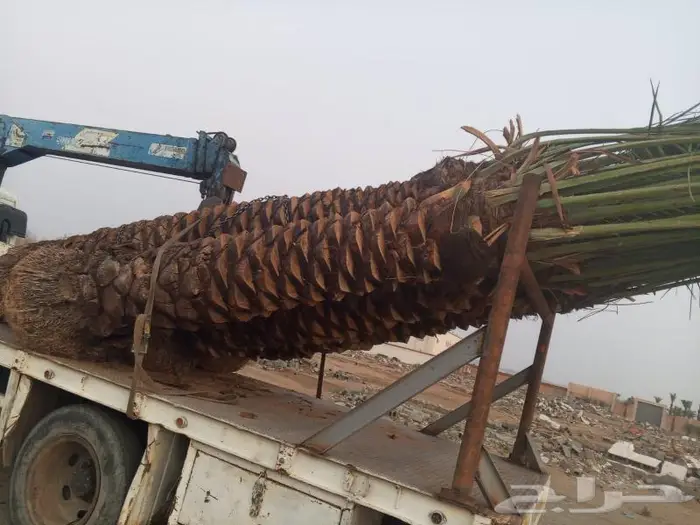 انخل للبيع 3