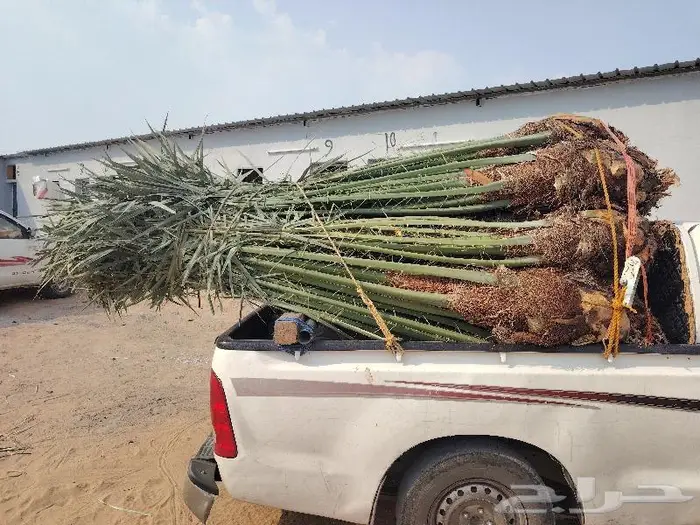 نخل للبيع مثمرة جميع الأنواع 4
