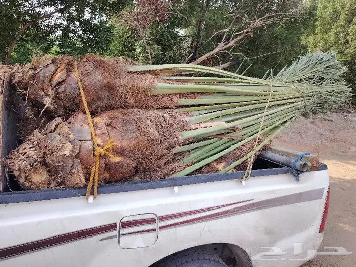 نخل للبيع مثمرة جميع الأنواع 2