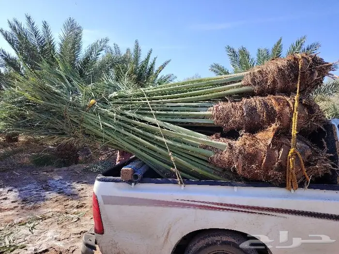 نخل للبيع مثمرة جميع الأنواع 5