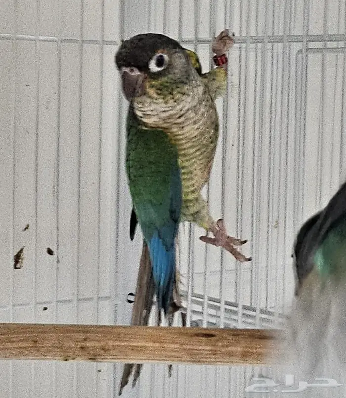 ذكور بلو شيك تركواز محلله عمر سنه و شهرين تقريبا 3