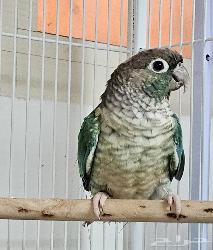 ذكور بلو شيك تركواز محلله عمر سنه و شهرين تقريبا 6