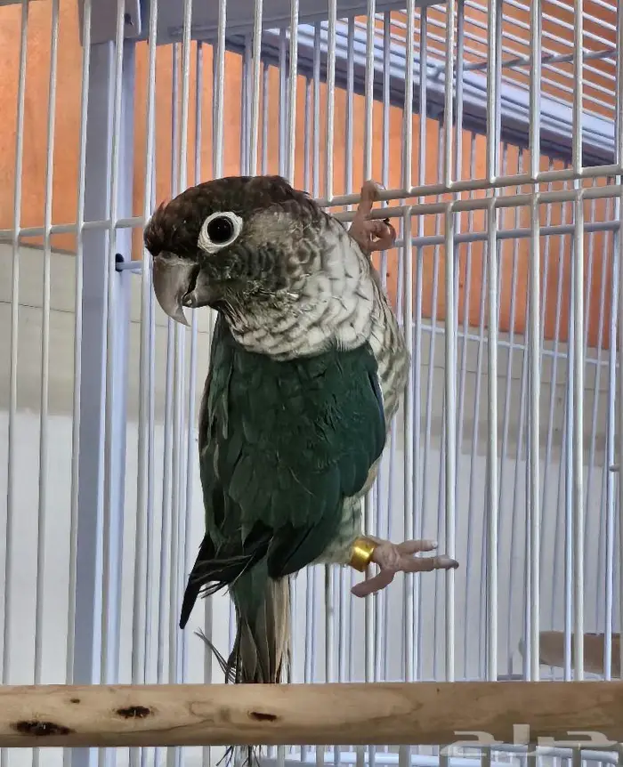 ذكور بلو شيك تركواز محلله عمر سنه و شهرين تقريبا 0