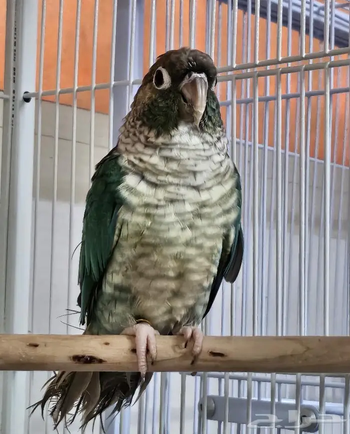 ذكور بلو شيك تركواز محلله عمر سنه و شهرين تقريبا 5