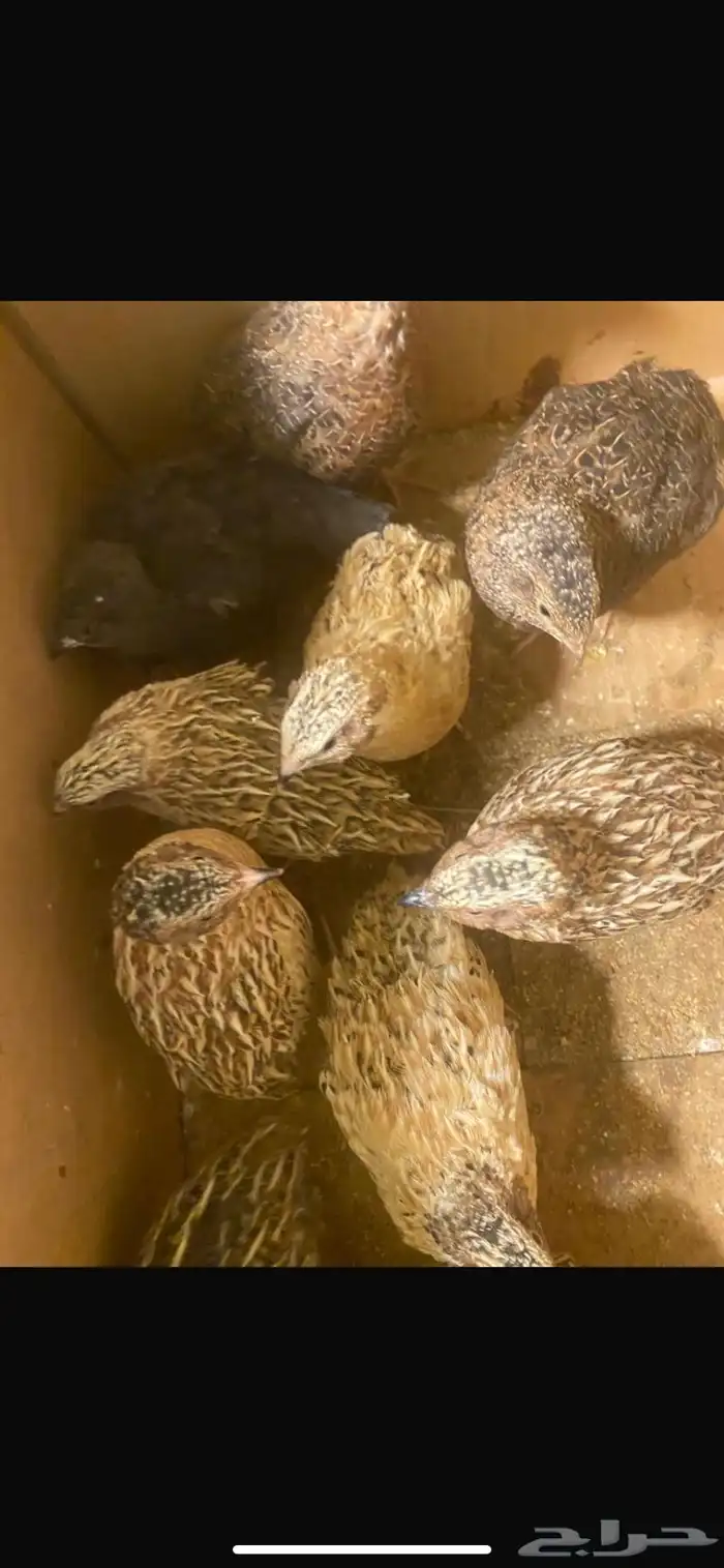 سمان او فري جميع الاعمار بسعر منافس 0