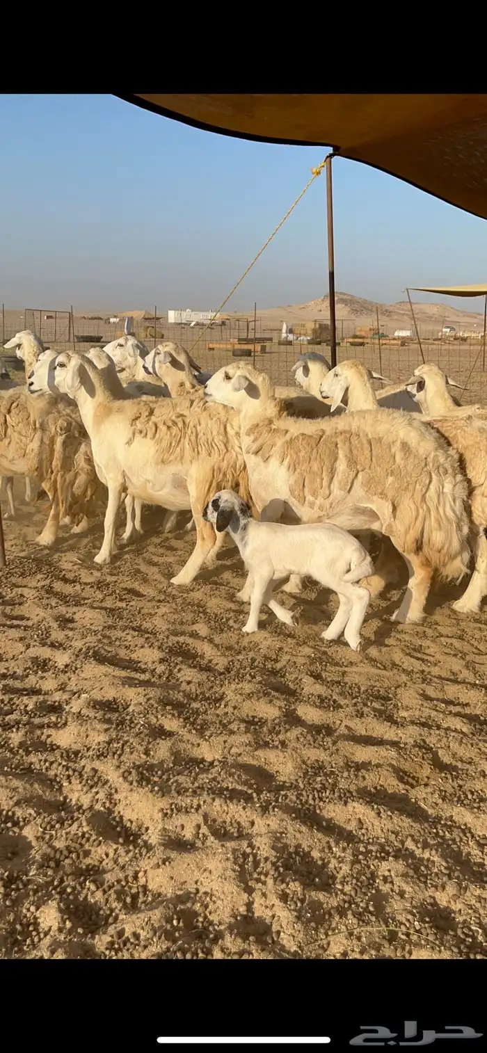 غنم حرية صنف جروم حرش العدد 16 تحتها 4 دفيع مفاصيل على ولاد 2