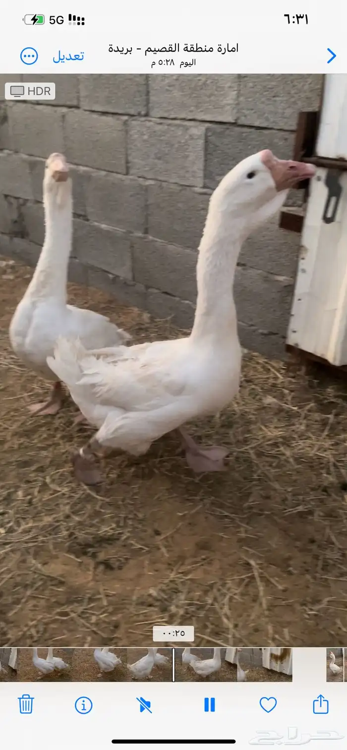 للبيع جوز روسي 0