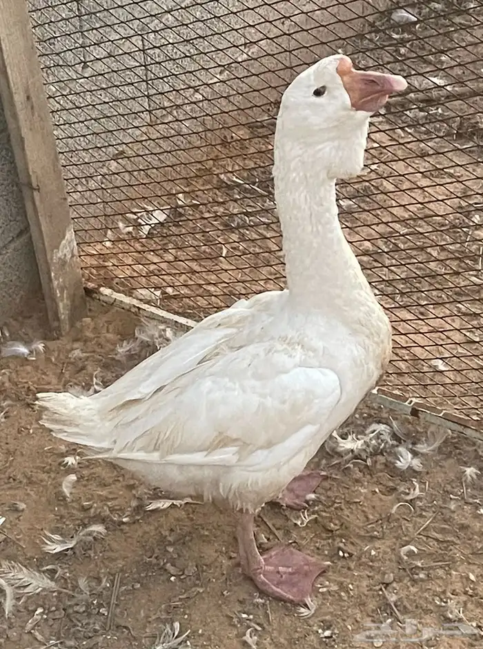 للبيع جوز روسي 3