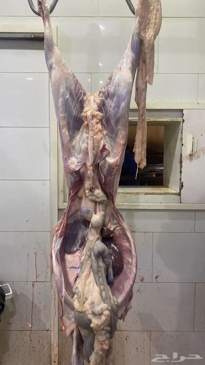 شامل الذبح والتوصيل داخل احياء المدينه المنور 2