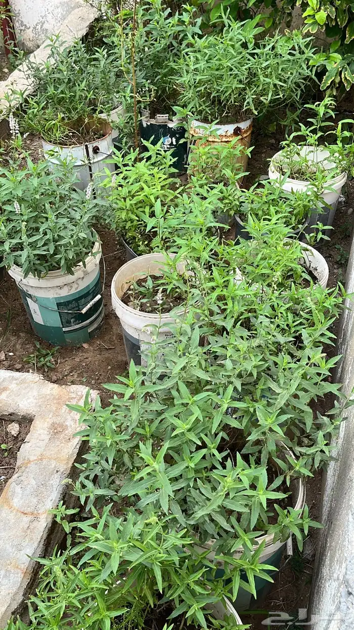 حبق 0