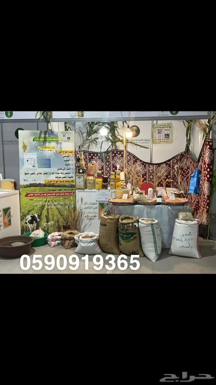 سمن   غنم وسمن 7