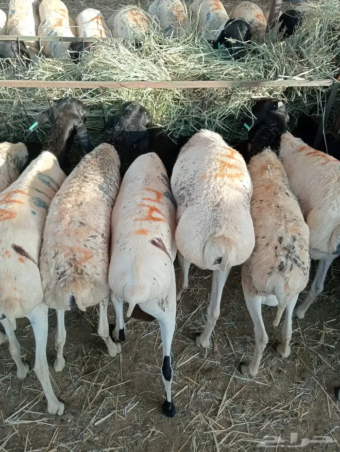 الرياض ومكه 20
