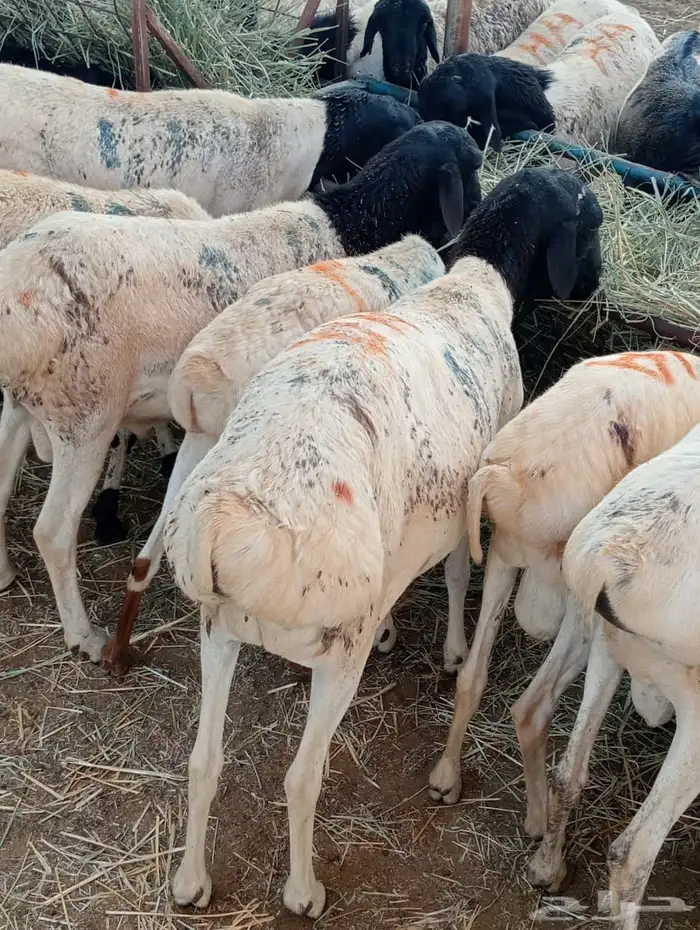 الرياض ومكه 8