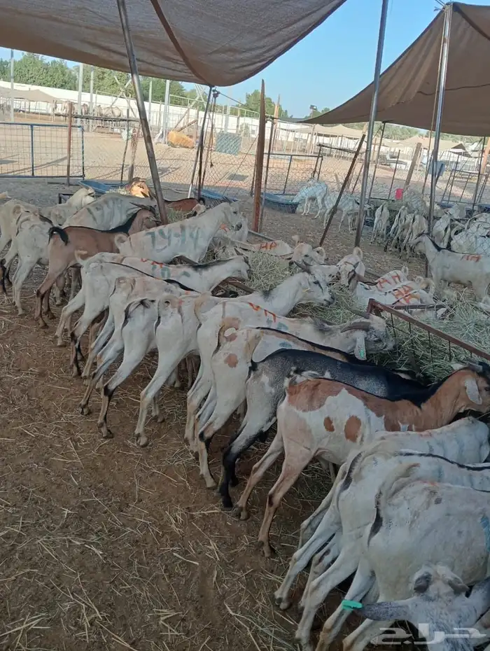 الرياض ومكه 0