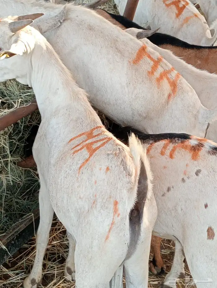 الرياض ومكه 13