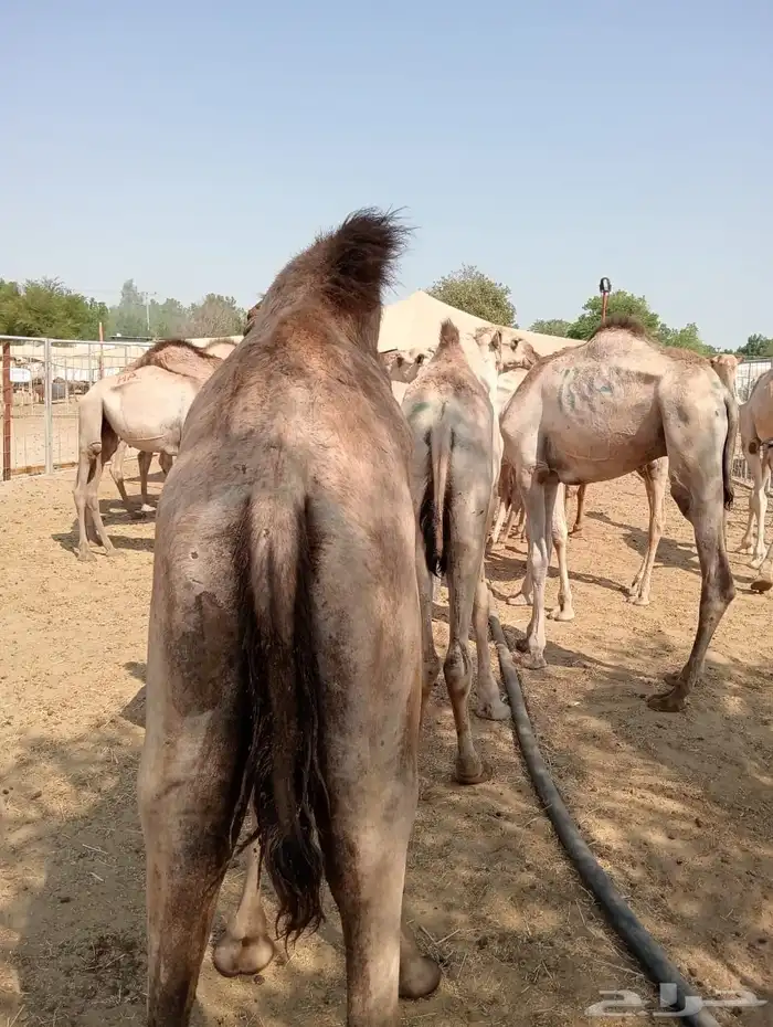 الرياض ومكه 29