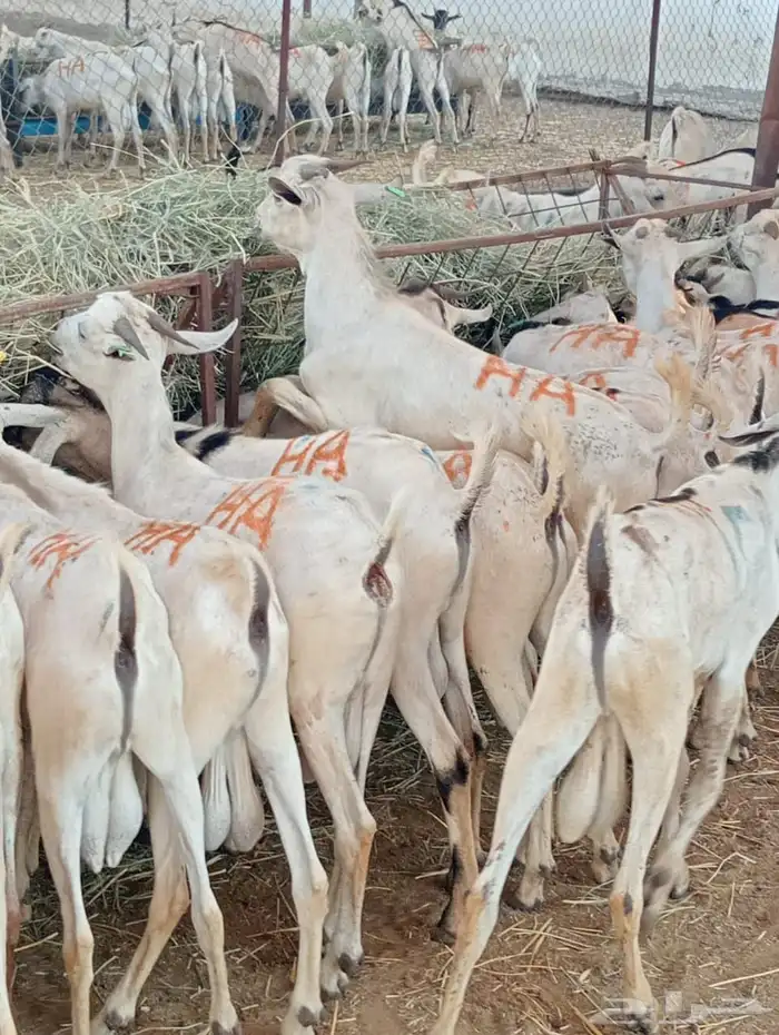 الرياض ومكه 11