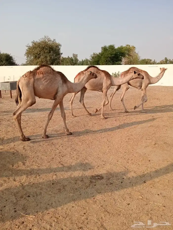 الرياض ومكه 33