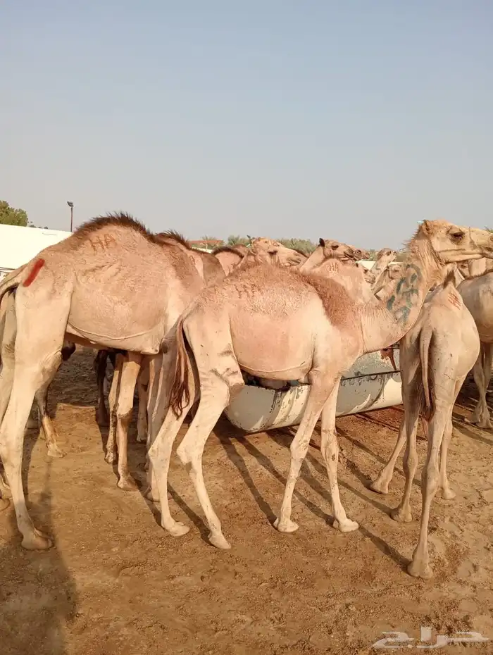 الرياض ومكه 27