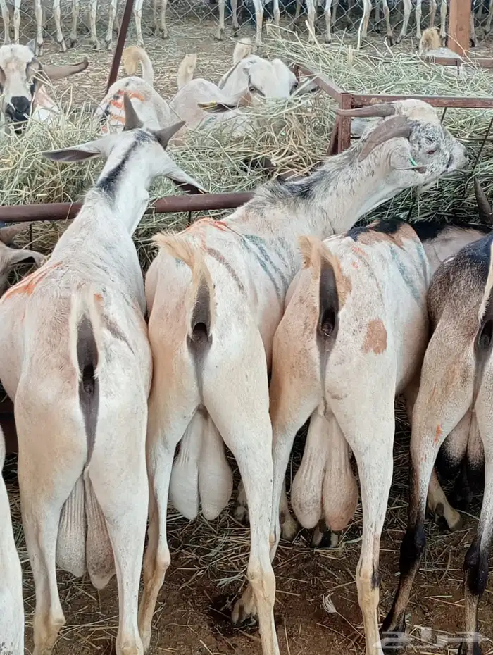 الرياض ومكه 15