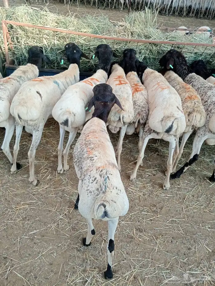 الرياض ومكه 18